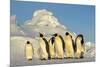 Emperor Penguins Group Family Aptenodytes Forsteri Antarktis Antarctica Dawson Lambton Glacier-Top-Pics Tbk-Mounted Photographic Print