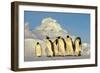 Emperor Penguins Group Family Aptenodytes Forsteri Antarktis Antarctica Dawson Lambton Glacier-Top-Pics Tbk-Framed Photographic Print