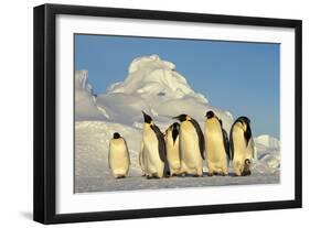 Emperor Penguins Group Family Aptenodytes Forsteri Antarktis Antarctica Dawson Lambton Glacier-Top-Pics Tbk-Framed Photographic Print