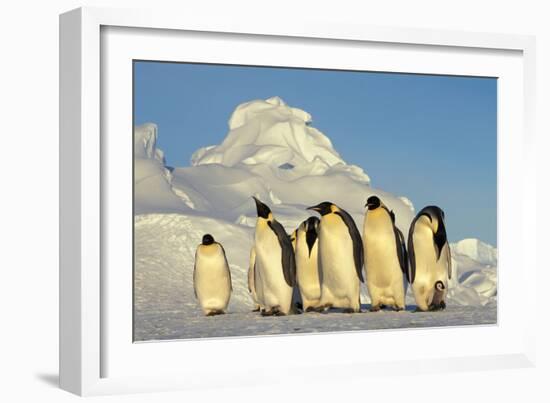 Emperor Penguins Group Family Aptenodytes Forsteri Antarktis Antarctica Dawson Lambton Glacier-Top-Pics Tbk-Framed Photographic Print