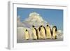 Emperor Penguins Group Family Aptenodytes Forsteri Antarktis Antarctica Dawson Lambton Glacier-Top-Pics Tbk-Framed Photographic Print