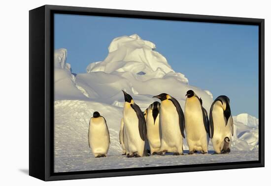 Emperor Penguins Group Family Aptenodytes Forsteri Antarktis Antarctica Dawson Lambton Glacier-Top-Pics Tbk-Framed Stretched Canvas