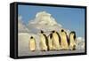 Emperor Penguins Group Family Aptenodytes Forsteri Antarktis Antarctica Dawson Lambton Glacier-Top-Pics Tbk-Framed Stretched Canvas