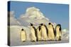 Emperor Penguins Group Family Aptenodytes Forsteri Antarktis Antarctica Dawson Lambton Glacier-Top-Pics Tbk-Stretched Canvas