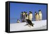 Emperor Penguins Group, One Jumping Off Ice-null-Framed Stretched Canvas