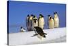 Emperor Penguins Group, One Jumping Off Ice-null-Stretched Canvas