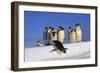 Emperor Penguins Group, One Jumping Off Ice-null-Framed Photographic Print
