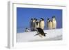 Emperor Penguins Group, One Jumping Off Ice-null-Framed Photographic Print