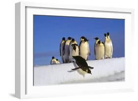 Emperor Penguins Group, One Jumping Off Ice-null-Framed Photographic Print