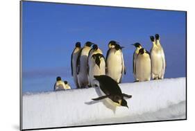 Emperor Penguins Group, One Jumping Off Ice-null-Mounted Photographic Print