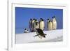 Emperor Penguins Group, One Jumping Off Ice-null-Framed Photographic Print