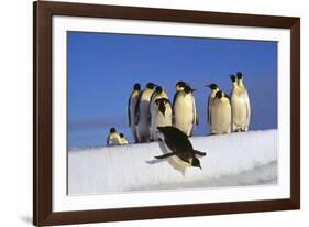 Emperor Penguins Group, One Jumping Off Ice-null-Framed Photographic Print