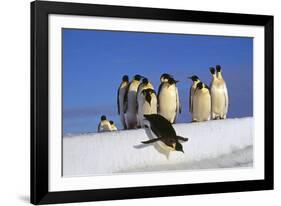 Emperor Penguins Group, One Jumping Off Ice-null-Framed Photographic Print