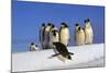 Emperor Penguins Group, One Jumping Off Ice-null-Mounted Photographic Print