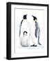 Emperor Penguins II-Jacob Green-Framed Art Print