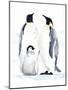 Emperor Penguins II-Jacob Green-Mounted Art Print