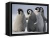 Emperor Penguins in Antarctica-Paul Souders-Framed Stretched Canvas