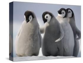 Emperor Penguins in Antarctica-Paul Souders-Stretched Canvas