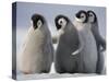 Emperor Penguins in Antarctica-Paul Souders-Stretched Canvas