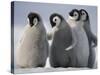 Emperor Penguins in Antarctica-Paul Souders-Stretched Canvas