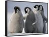 Emperor Penguins in Antarctica-Paul Souders-Framed Stretched Canvas