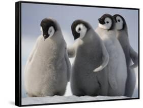 Emperor Penguins in Antarctica-Paul Souders-Framed Stretched Canvas