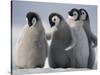 Emperor Penguins in Antarctica-Paul Souders-Stretched Canvas