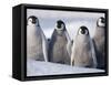 Emperor Penguins in Antarctica-Paul Souders-Framed Stretched Canvas
