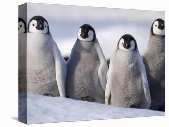 Emperor Penguins in Antarctica-Paul Souders-Stretched Canvas