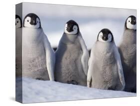 Emperor Penguins in Antarctica-Paul Souders-Stretched Canvas