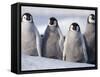 Emperor Penguins in Antarctica-Paul Souders-Framed Stretched Canvas