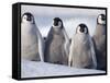 Emperor Penguins in Antarctica-Paul Souders-Framed Stretched Canvas