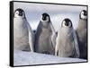 Emperor Penguins in Antarctica-Paul Souders-Framed Stretched Canvas