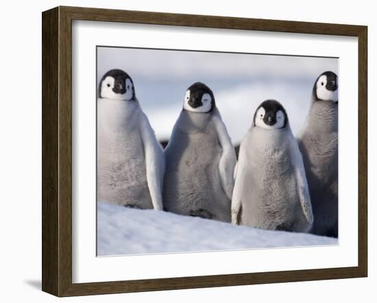 Emperor Penguins in Antarctica-Paul Souders-Framed Premium Photographic Print