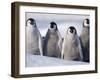 Emperor Penguins in Antarctica-Paul Souders-Framed Premium Photographic Print