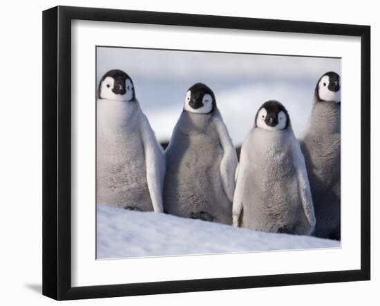 Emperor Penguins in Antarctica-Paul Souders-Framed Premium Photographic Print