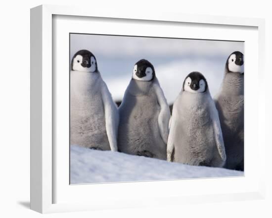 Emperor Penguins in Antarctica-Paul Souders-Framed Premium Photographic Print