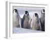 Emperor Penguins in Antarctica-Paul Souders-Framed Premium Photographic Print