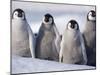 Emperor Penguins in Antarctica-Paul Souders-Mounted Premium Photographic Print