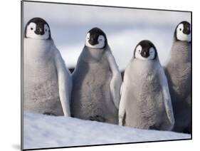 Emperor Penguins in Antarctica-Paul Souders-Mounted Premium Photographic Print