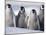 Emperor Penguins in Antarctica-Paul Souders-Mounted Premium Photographic Print