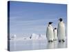 Emperor Penguins in Antarctica-Paul Souders-Stretched Canvas