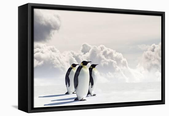 Emperor Penguins In Antarctica-Jan Martin Will-Framed Stretched Canvas