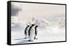 Emperor Penguins In Antarctica-Jan Martin Will-Framed Stretched Canvas