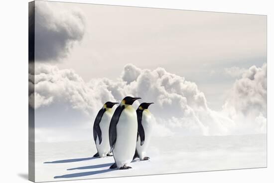 Emperor Penguins In Antarctica-Jan Martin Will-Stretched Canvas