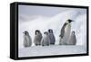 Emperor Penguins in Antarctica-null-Framed Stretched Canvas