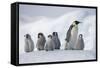 Emperor Penguins in Antarctica-null-Framed Stretched Canvas