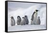 Emperor Penguins in Antarctica-null-Framed Stretched Canvas