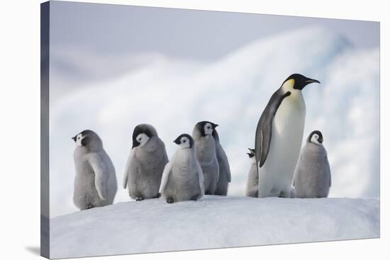 Emperor Penguins in Antarctica-null-Stretched Canvas