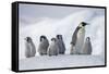 Emperor Penguins in Antarctica-null-Framed Stretched Canvas